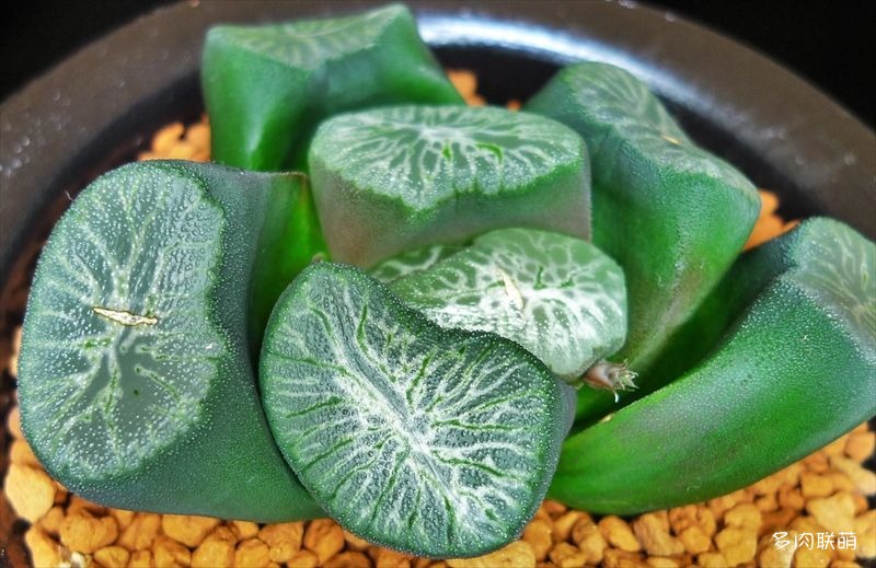 多肉玉露寿的品种图鉴,日本十大耐阴多肉