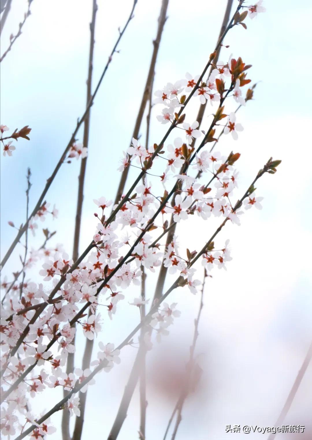 旅行民宿春天赏花,附近哪里有赏花民宿