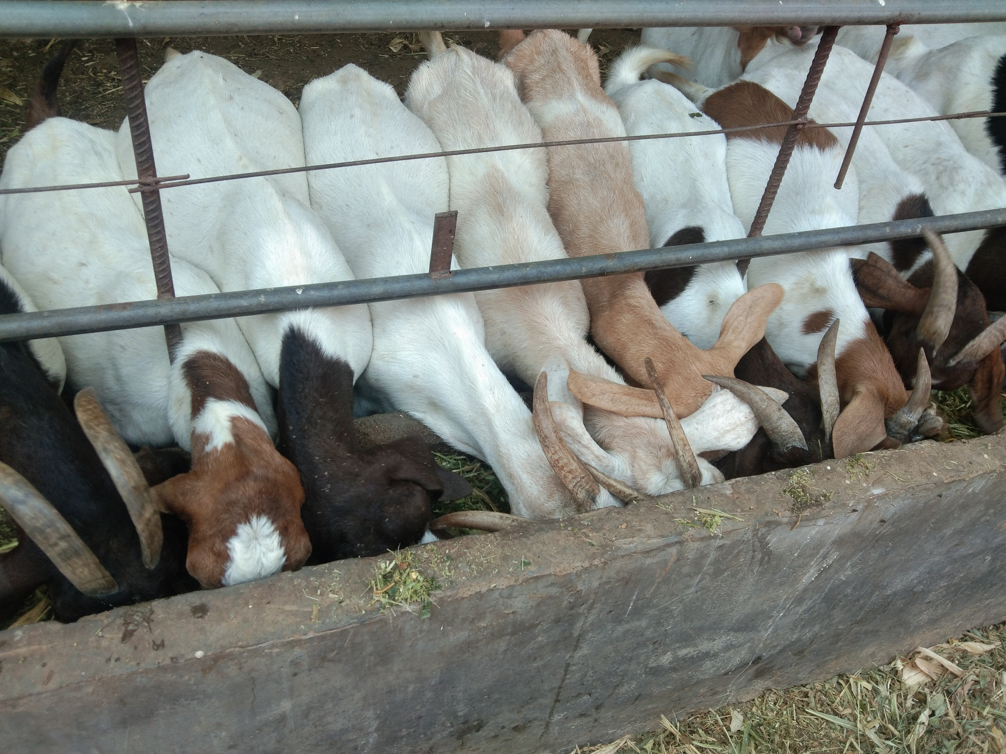 夏天养羊好不好,养羊夏季要注意什么问题