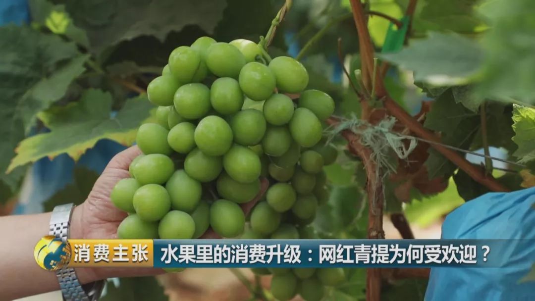 阳光玫瑰葡萄水果中爱马仕,阳光玫瑰葡萄有多贵