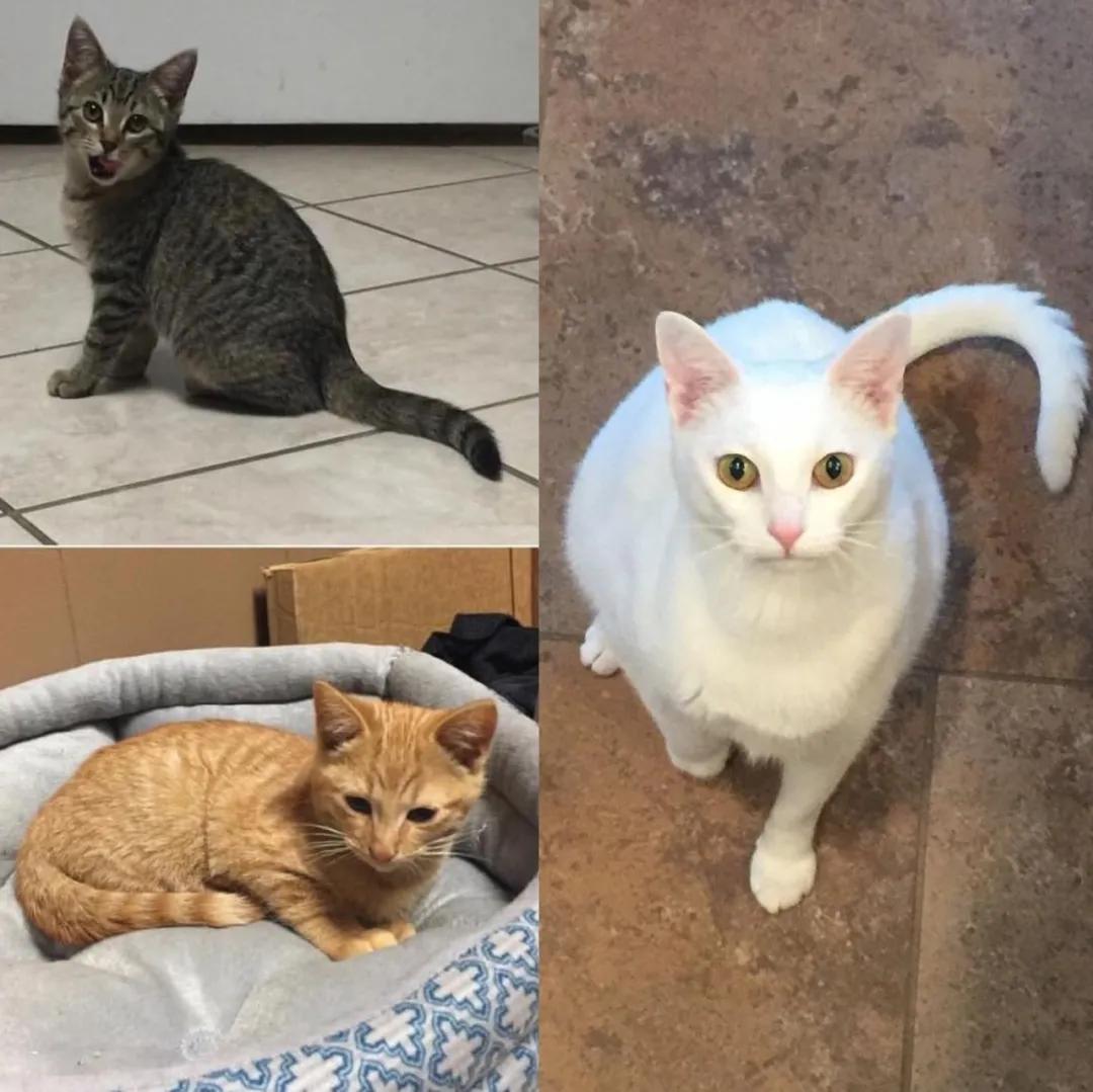 被救助的猫咪小胖胖,猫咪被罐头盒困了