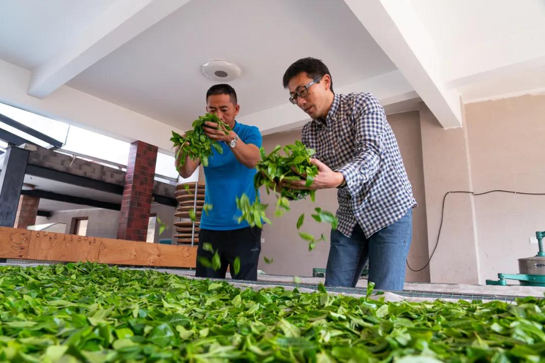 中国人喝真茶,为了喝一口好茶必须精益求精