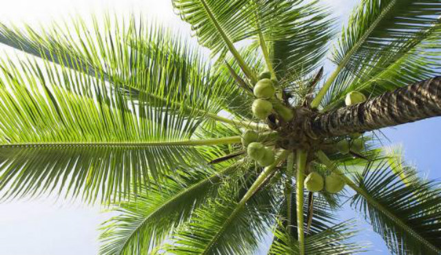 椰树矿泉水招待外宾,椰树椰汁接待总统