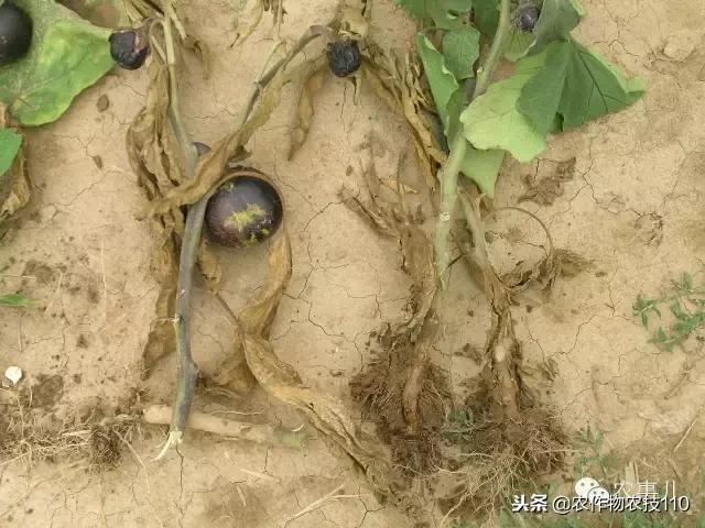 种茄子的六个步骤简短文字,种茄子的基本知识