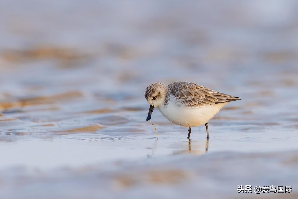 勺嘴鹬自带饭勺的小萌物,自带饭勺的勺嘴鹬