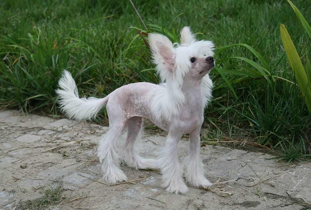 中国有什么名贵的狗,俄罗斯名贵狗价格