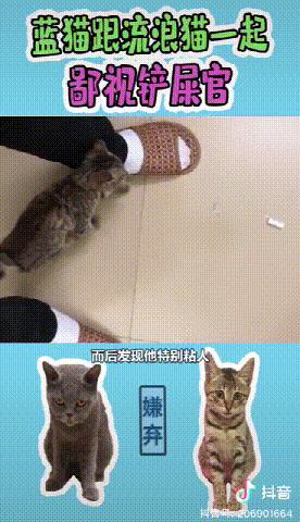 有哪些猫咪在直播,抖音直播出现的猫咪