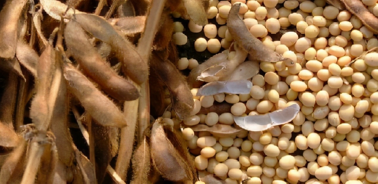 大豆异黄酮含激素吗吃了会怎么样,大豆过敏豆制品还可以吃吗