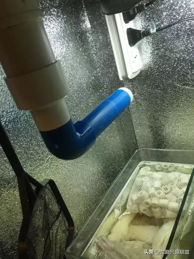 垃圾桶旁边的四方鱼缸，捡回去养了一缸金鱼，别说还挺不错