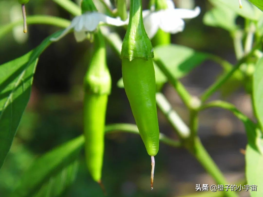 便宜到你怀疑人生的零食店,贵得能让你怀疑人生的菜