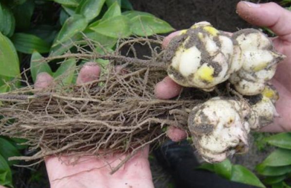 百合花是怎么繁育的,国外百合花种球繁育