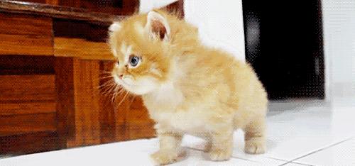 资深养猫人手把手教你养猫,新手养猫攻略养猫必备清单超全