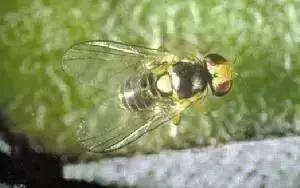 防治蔬菜地下害虫的无公害农药,蔬菜害虫种类及防治ppt