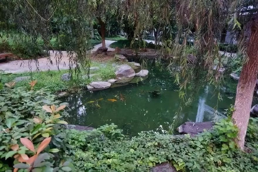 我的青春叫：武汉汉西一路农夫山泉袁隆平中学