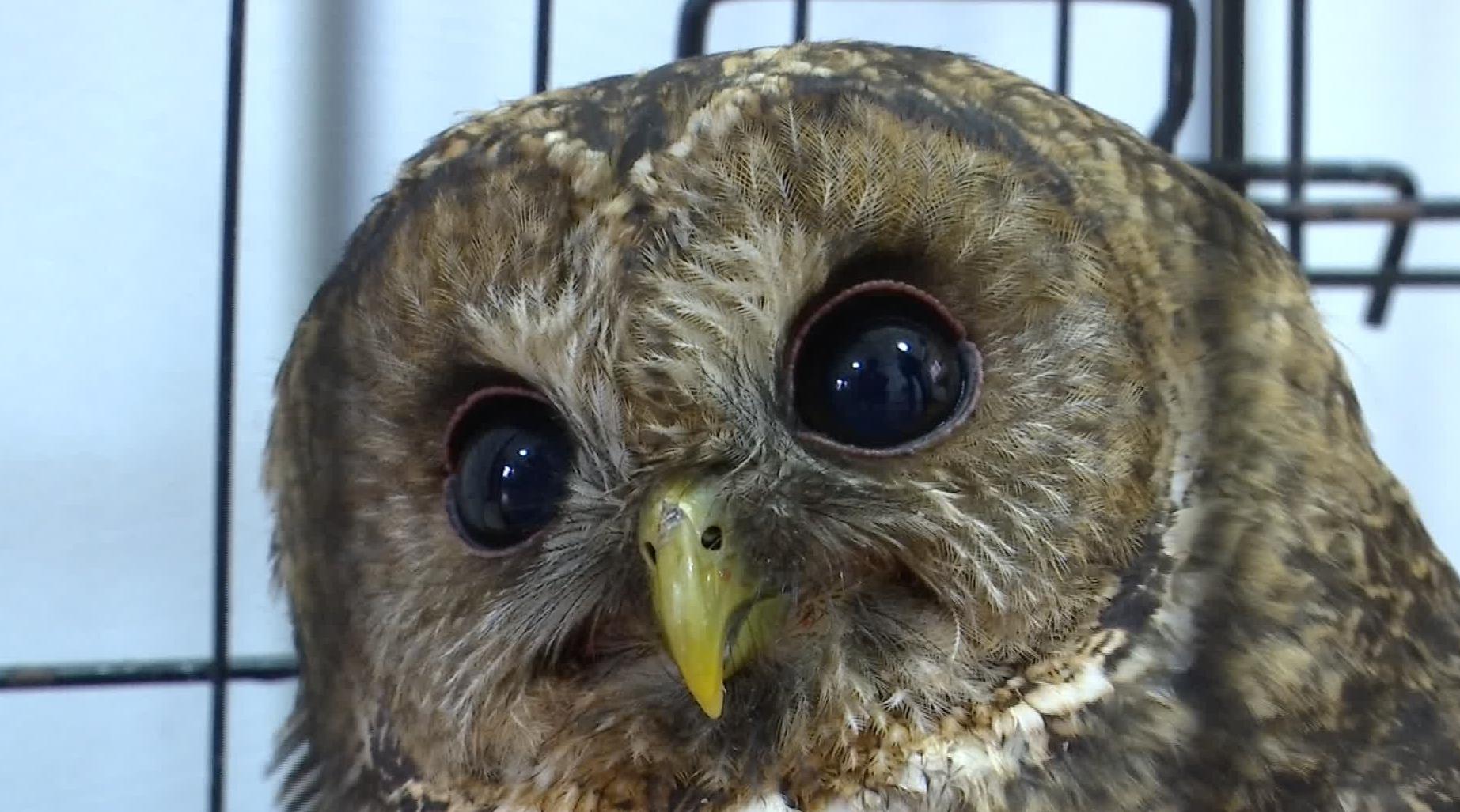 半夜闯进1只长得像猴子的鹰，抓死了鸽子，还敢找人要好吃的