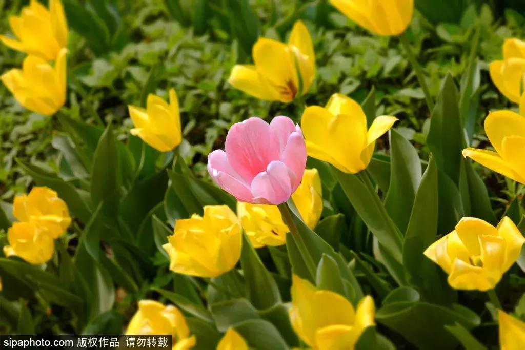 荷兰郁金香花海,不出北京游世界