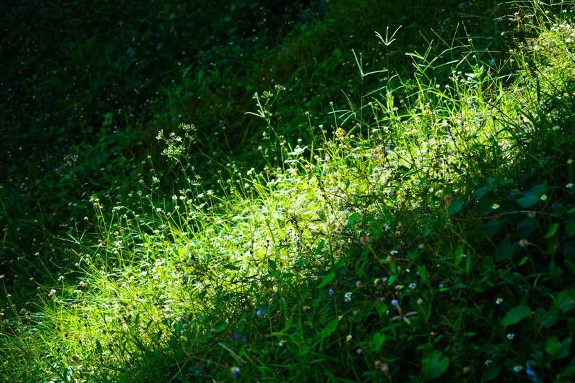 静谧角落香云纱,静谧角落视频