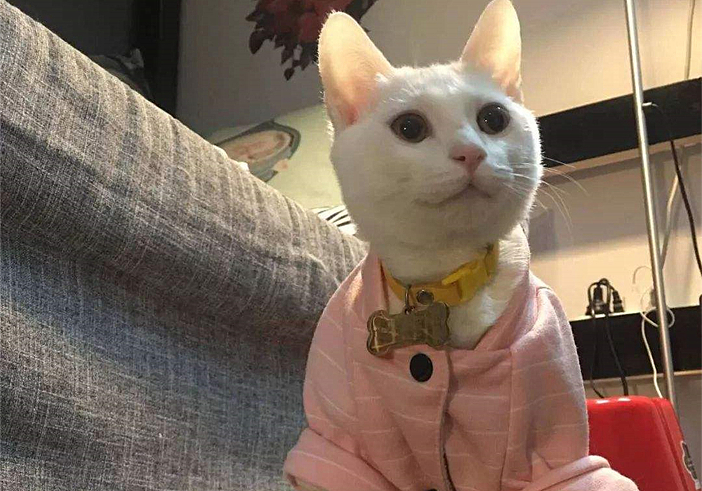 猫咪真怀孕或假怀孕,辟谣猫咪真的会记仇吗