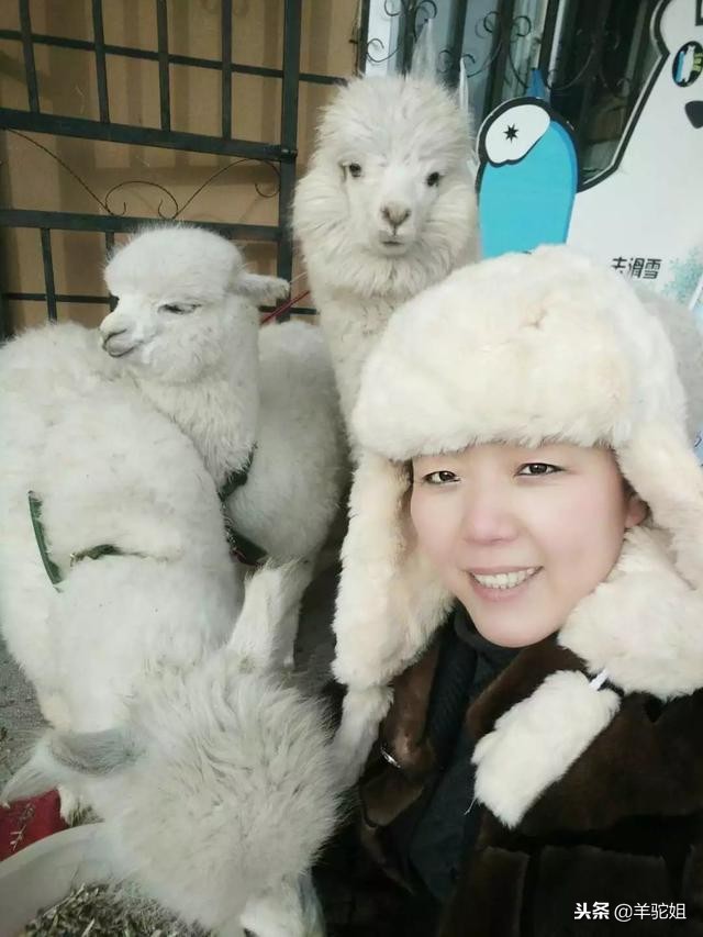 羊驼的市场价值和用途,羊驼绒毛是越长越好吗