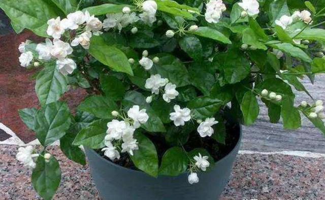 如何救活花卉,干枯的花木怎么救活