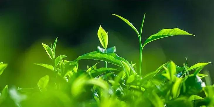 伊丽莎白雅顿身体乳绿茶500ml,伊丽莎白雅顿绿茶身体乳和润体霜