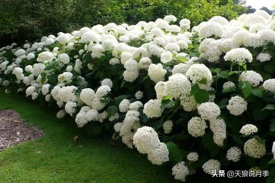 绣球季家里不缺花，全场8折迎初夏