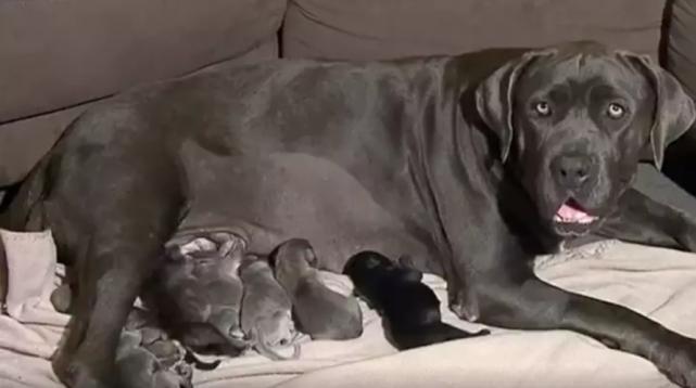 母爱的伟大12年生9个孩子,母爱伟大狗狗救自己的孩子视频