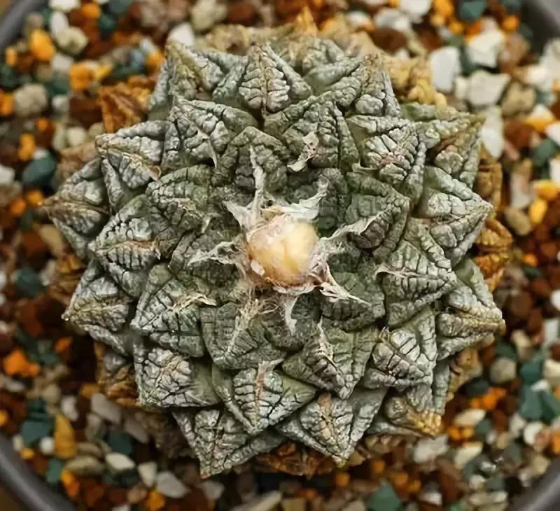 那些天价的植物,十大最值钱的植物