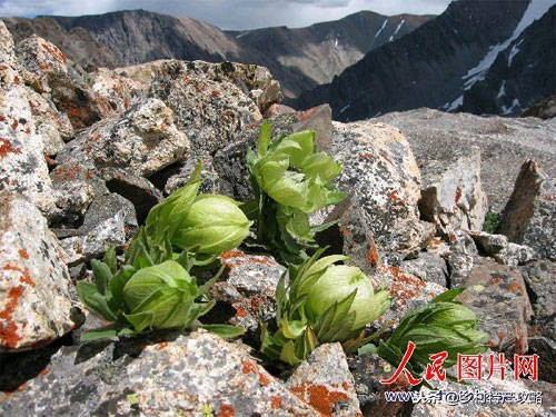 疆客巴州名优特产,疆好货新疆特产干果