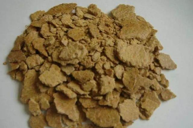 君子兰叶扦插几天能生出小君子兰,君子兰的叶子需要啥基质扦插