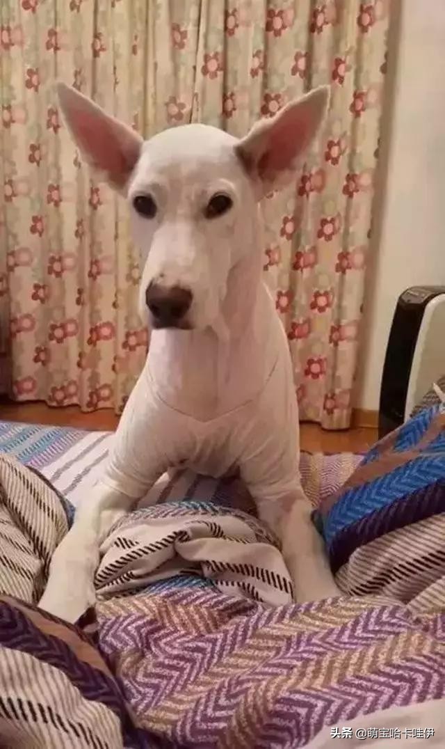 养了一只小萨摩耶,养一只萨摩耶是什么体验