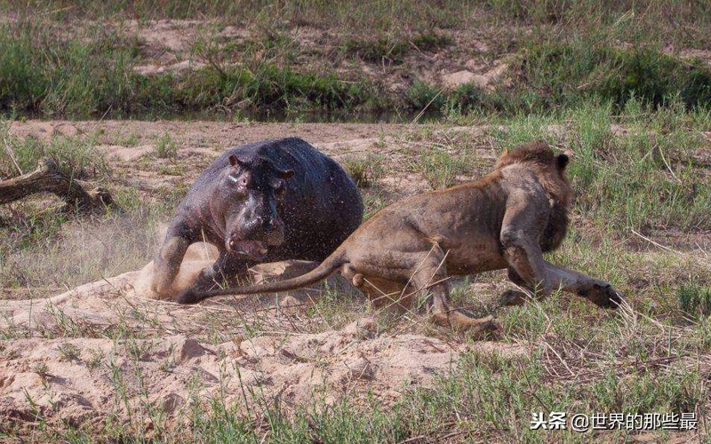 非洲河马的攻击力有多强？三头狮子都不是它的对手？