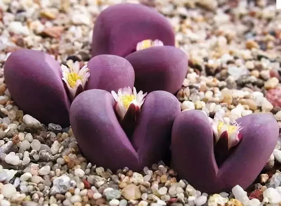 那些天价的植物,十大最值钱的植物