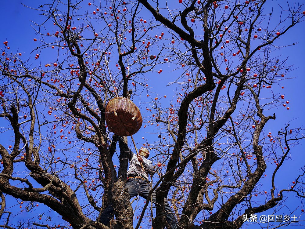 高树上的柿子怎么采摘,柿子在树上摘下来怎么弄才好吃