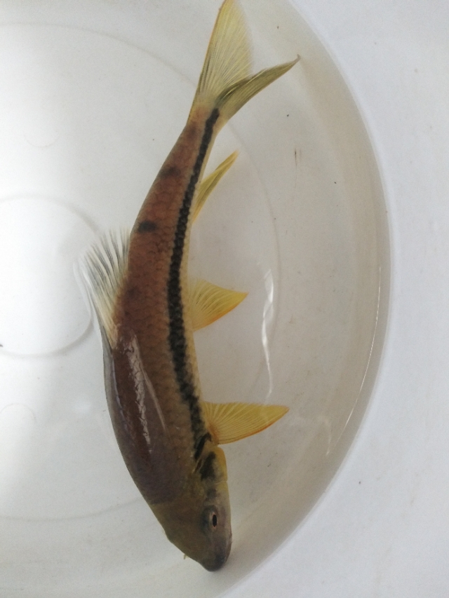 原生鱼吃什么,原生鱼吃什么最容易长大