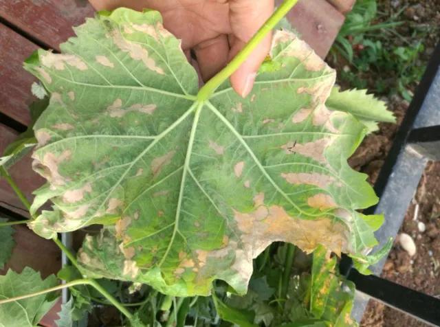 葡萄生理性枯叶怎么处理,葡萄落叶病害治疗