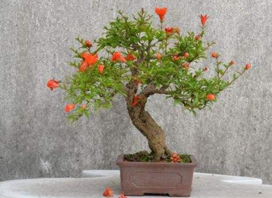 养盆栽石榴记住这几个技巧,石榴盆景养殖方法和注意事项