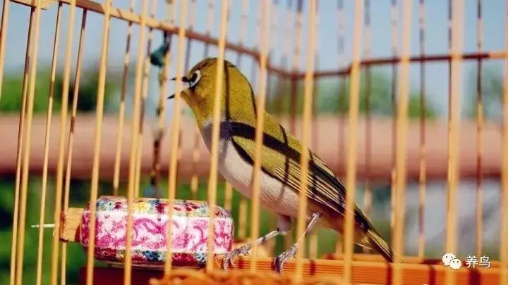 绣眼的正确喂养方法,野生的绣眼怎么喂养