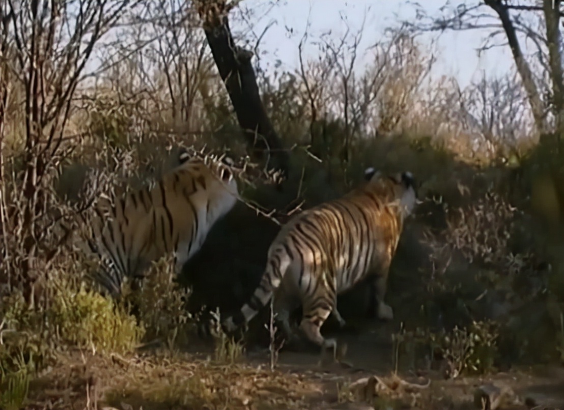 科学家把两头老虎运到非洲，这样的入侵，狮子还能保住地位吗？