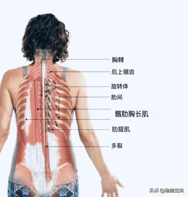 练习后弯时紧张僵硬胸椎是关键4个瑜伽姿势安全增加胸椎活动