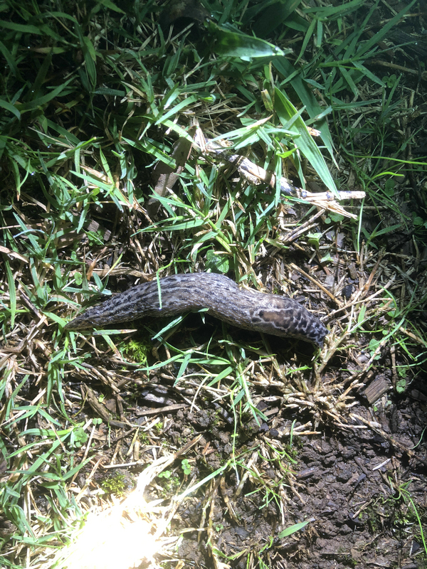 鎮夊凹鐤儏鎶ラ亾,鎮夊凹鑿滃湴闄よ櫕瑙嗛