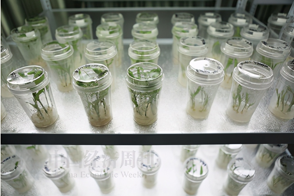 农业芯片“卡”在哪儿？跨国公司已形成对种质资源的垄断