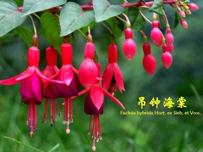 惊艳倒挂金钟,惊艳倒挂金钟图片