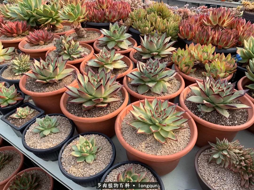 探访韩国肉锥大棚,记一次走访纪录片