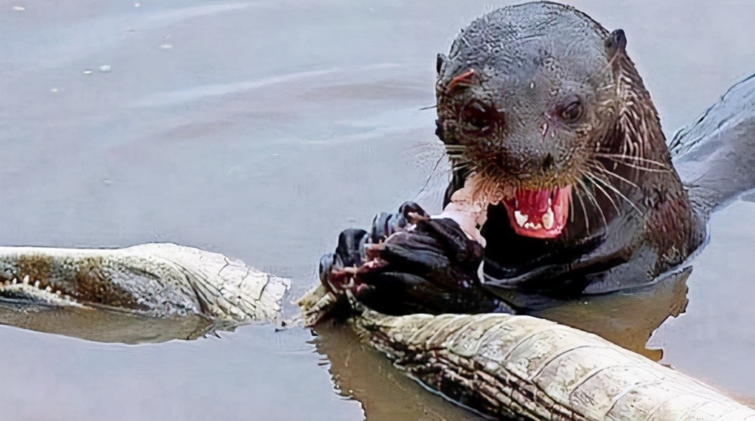 亚马逊河为何至今仍无桥梁,为什么至今没有桥敢横跨亚马逊河