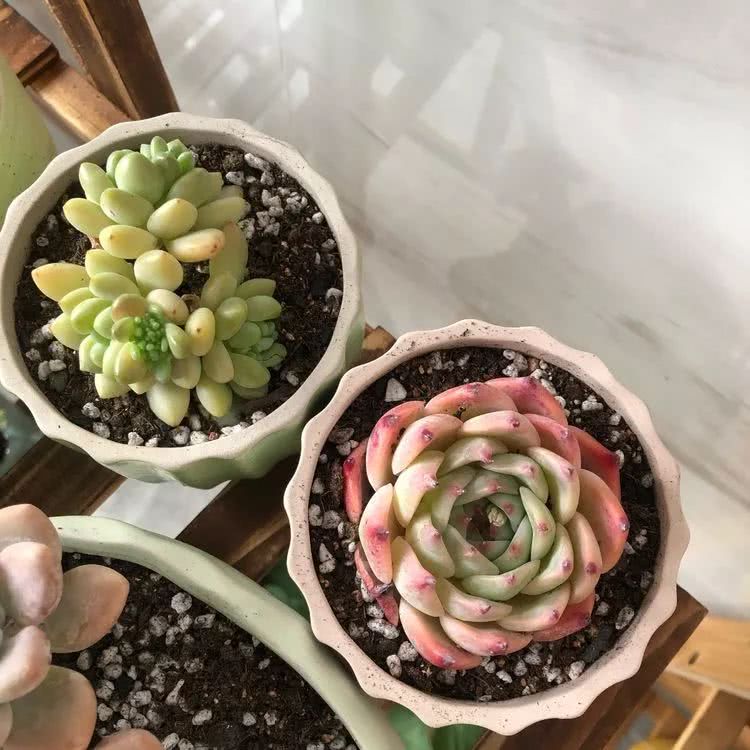 新手小白入坑多肉必看攻略,多肉新手入坑必备指南