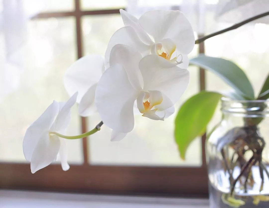 家庭养蝴蝶兰花如何养护,蝴蝶兰家庭养护诀窍非广告