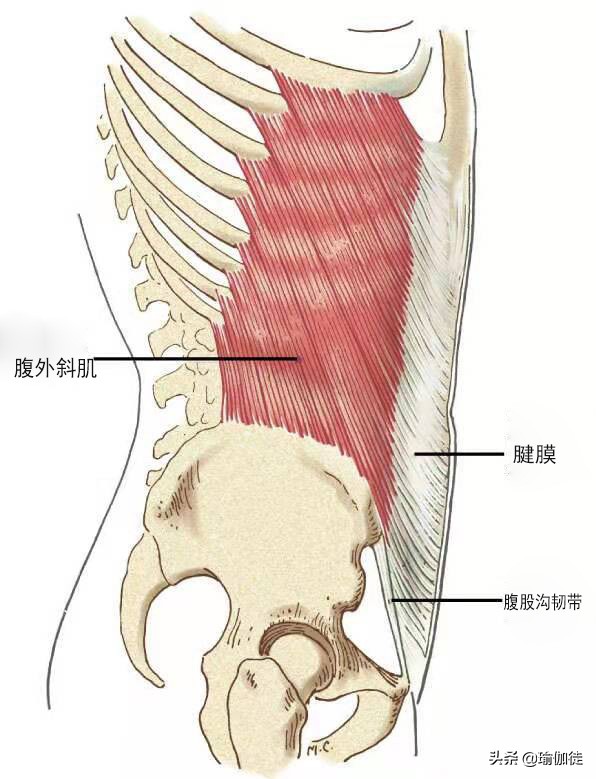 瑜伽斜方肌的锻炼方法,瑜伽腹斜肌