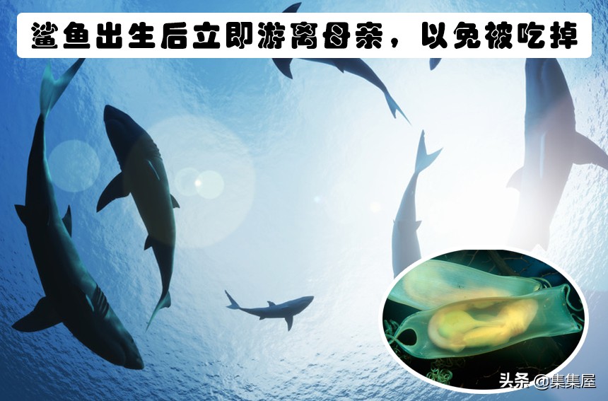 学习动物的基本知识,关于动物的20个问题