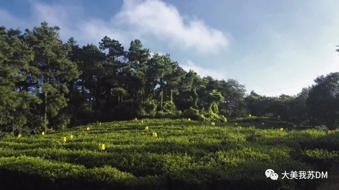 江苏绿茶十大名茶,江苏宜兴绿茶价格表